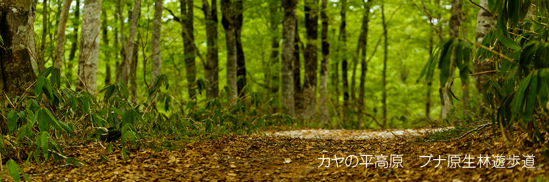 ブナ林原生林遊歩道