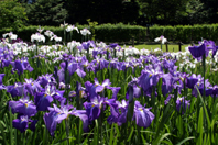湿生花園に咲く花菖蒲やアヤメの写真 湿生花園に咲く花菖蒲やアヤメの写真