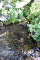 龍興寺清水の湧き水の写真