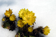 雪の下から花を咲かせる福寿草の写真