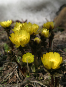 写真：村の花「福寿草」