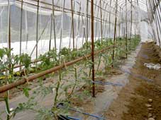 写真：木島平特別栽培ミニトマトの風景1