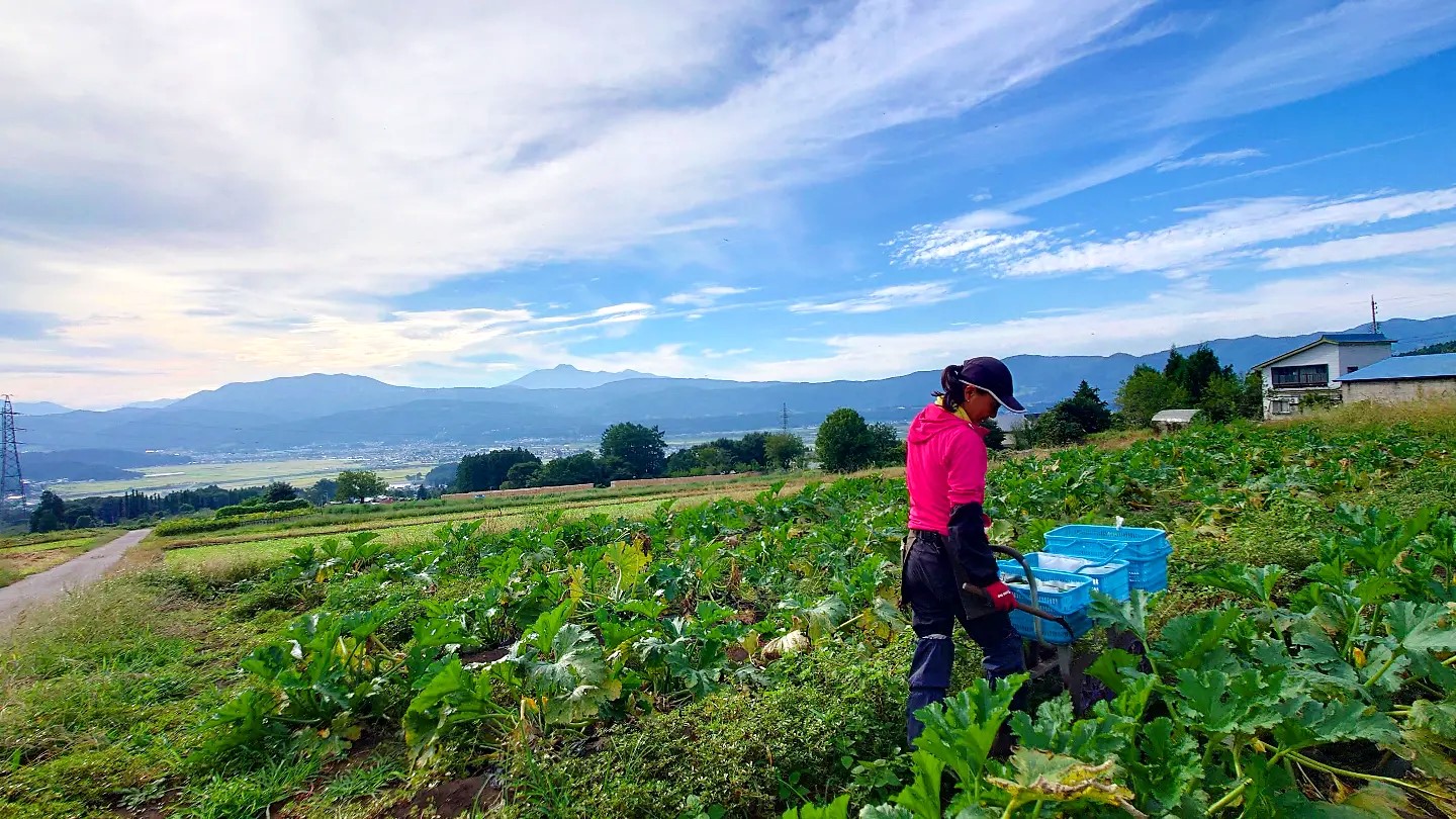 farming ズッキーニ畑で農作業をしている様子