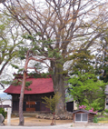 豊足穂神社のケヤキ
