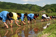 調布市立第8中学校の田植えの様子