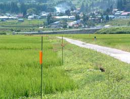 水田近くに設置されたオレンジの旗