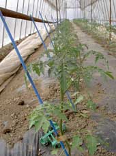 ミニトマトの苗が一列に植えられている様子