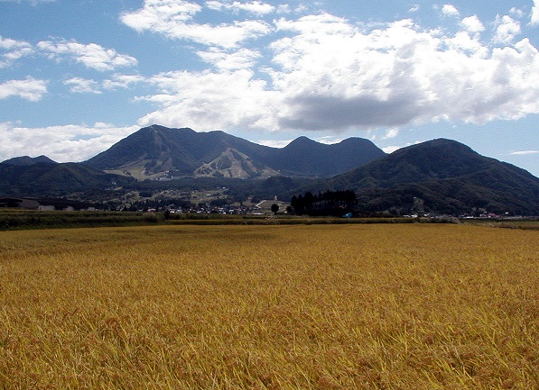 写真：水田風景