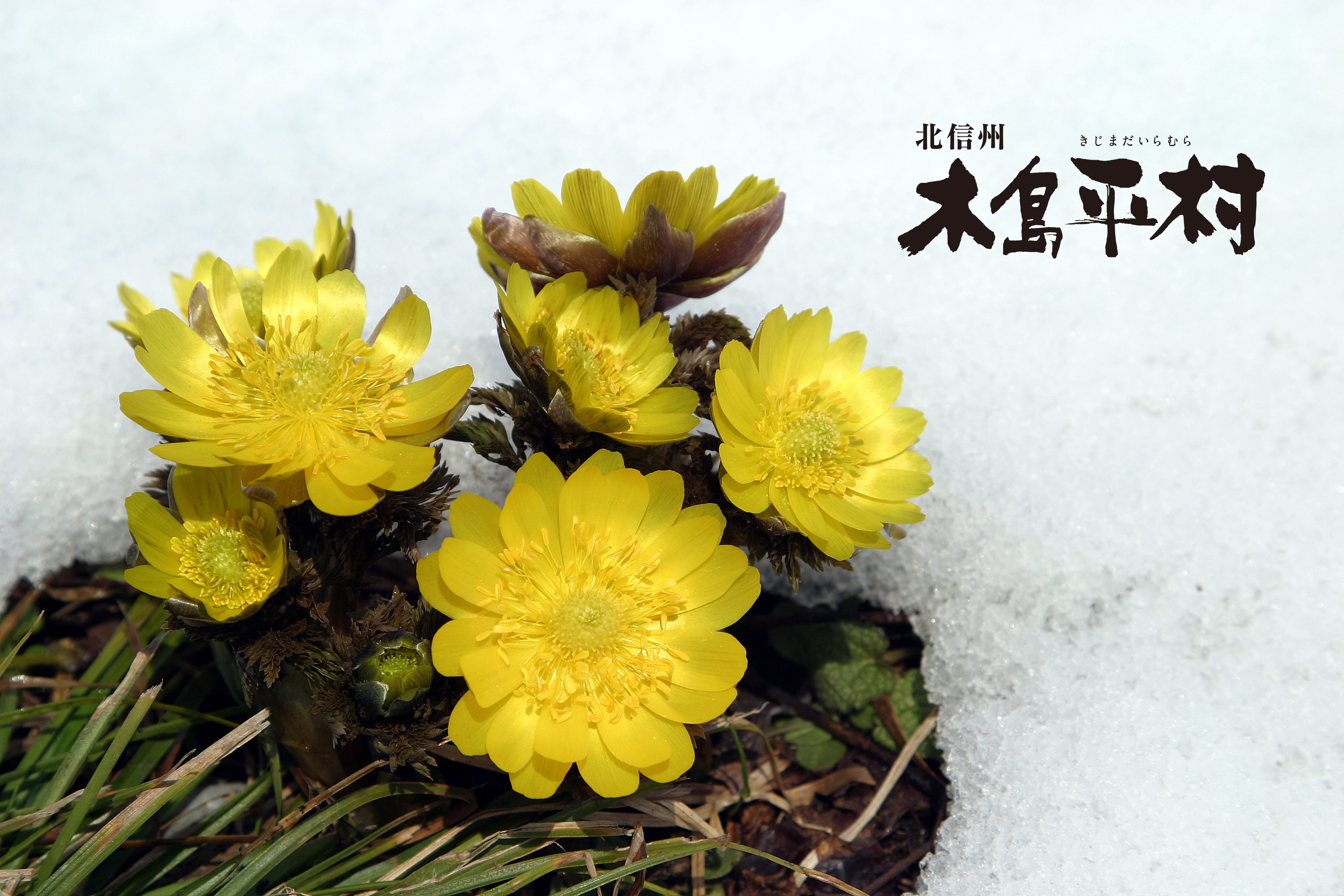 福寿草雪の写真
