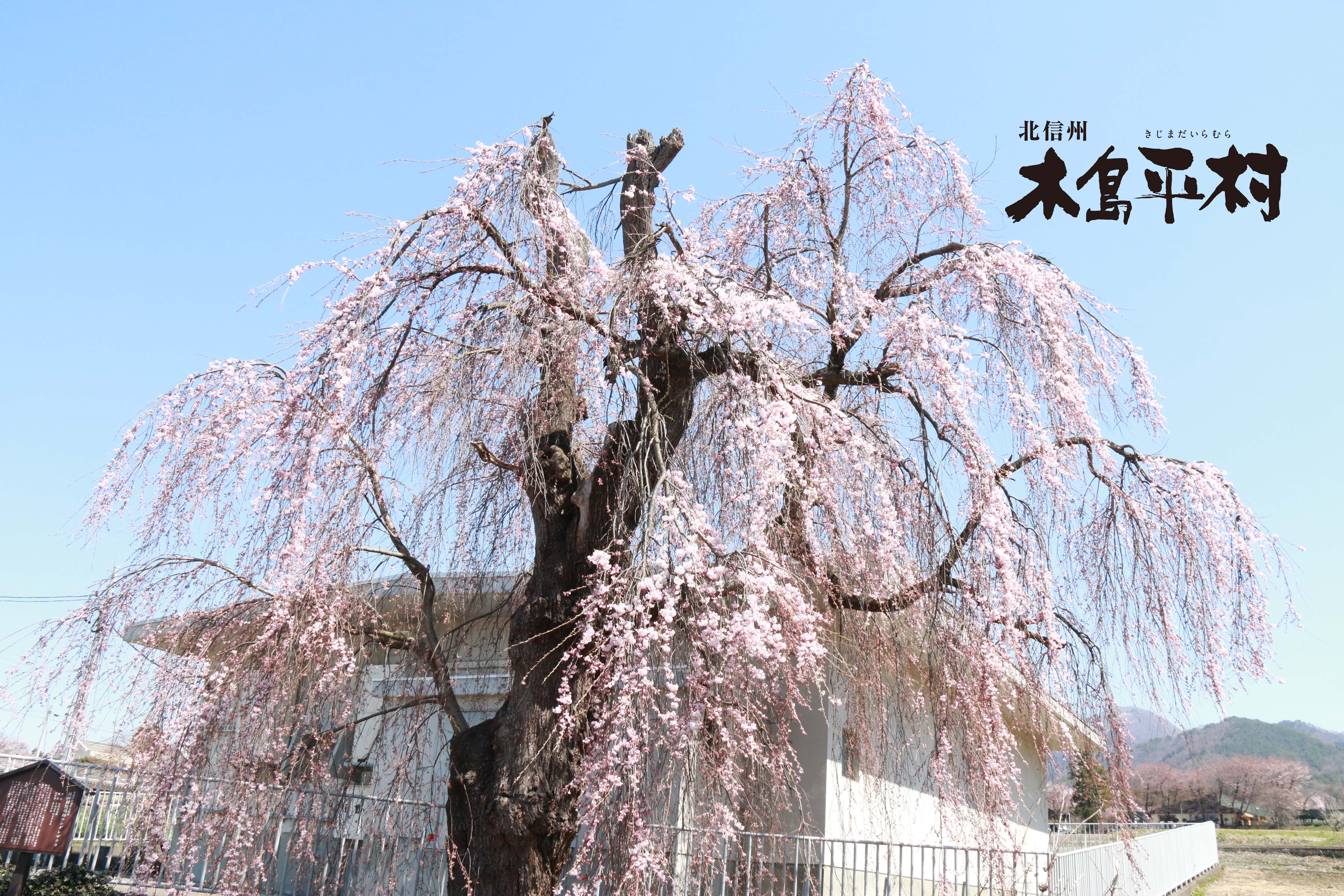 満開の桜の様子