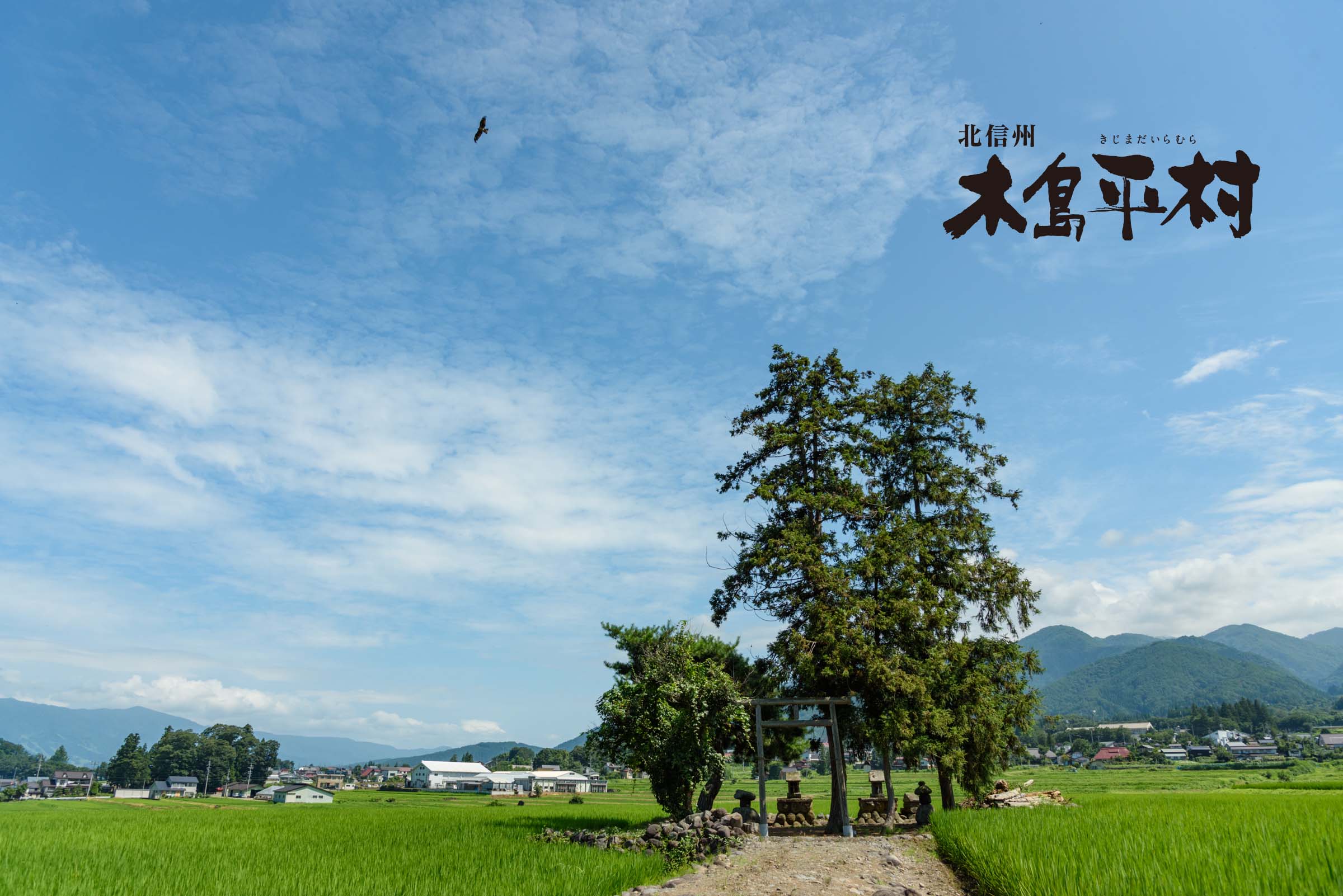 青空と田んぼの様子