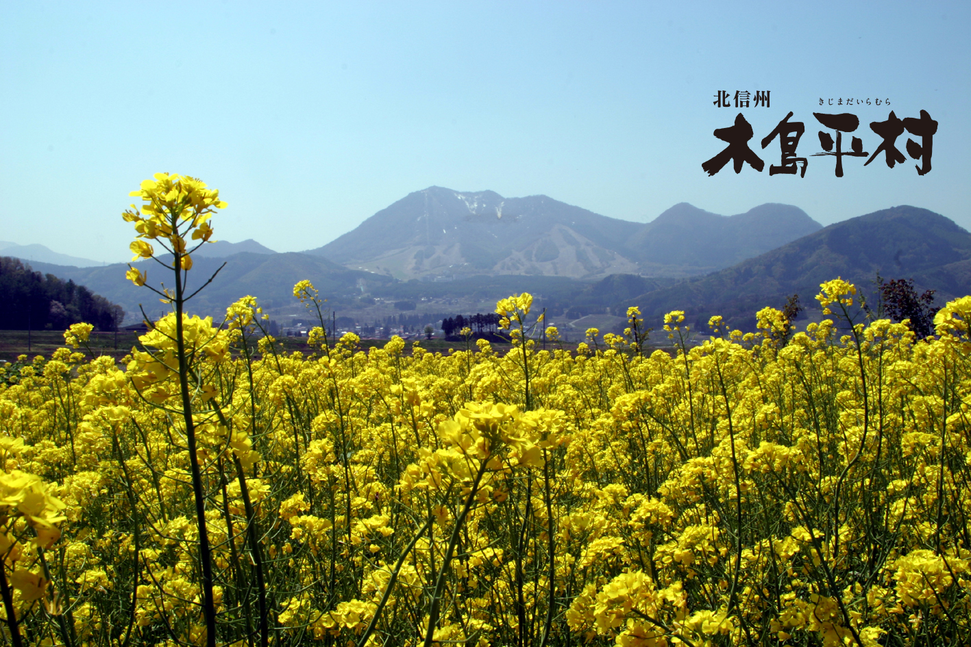 菜の花が満開の様子