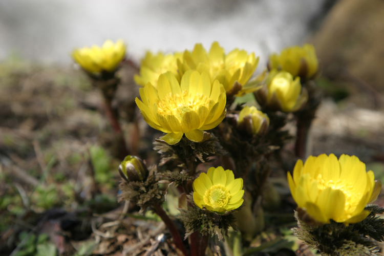 雪がとけた地面から黄色くて小さい福寿草の花が咲いている写真