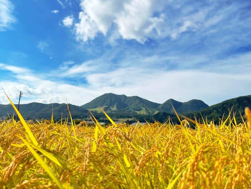 木島平村の稲穂と高社山