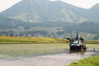 田植風景 田植風景