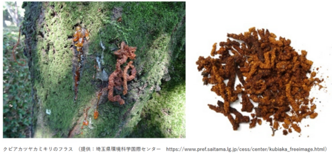 クビアカツヤカミキリのhuraフラスの画像