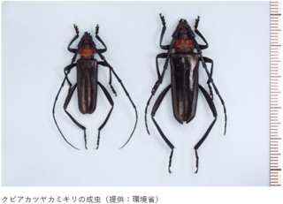 成虫写真(環境省提供) クビアカツヤカミキリ成虫の画像