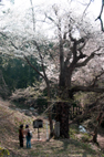 御魂山の神代桜