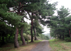 稲泉寺の松並木