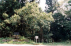 115.jpg